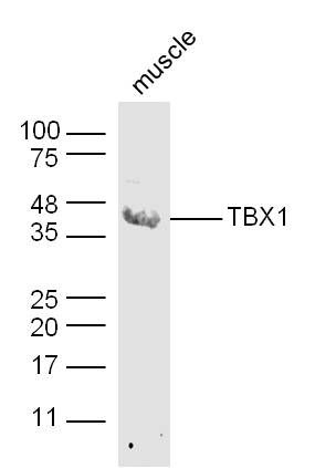 Fig2: Sample: Muscle (Mouse) Lysate at 40 ug; Primary: Anti-TBX1 at 1/300 dilution; Secondary: IRDye800CW Goat Anti-Rabbit IgG at 1/20000 dilution; Predicted band size: 43 kD; Observed band size: 43 kD
