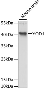 Western blot - YOD1 Polyclonal Antibody 