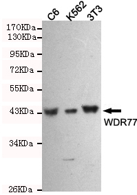 Western blot detection of WDR77 in C6,3T3 and K562 cell lysates using WDR77 mouse mAb (1:1000 diluted).Predicted band size:42KDa.Observed band size:42KDa.