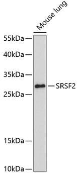 Western blot - SRSF2 Polyclonal Antibody 