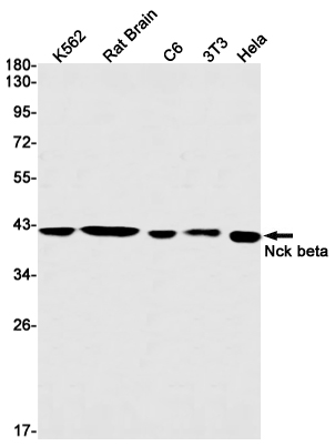 Western blot detection of Nck beta in K562,Rat Brain,C6,3T3,Hela cell lysates using Nck beta Rabbit mAb(1:1000 diluted).Predicted band size:43kDa.Observed band size:43kDa.