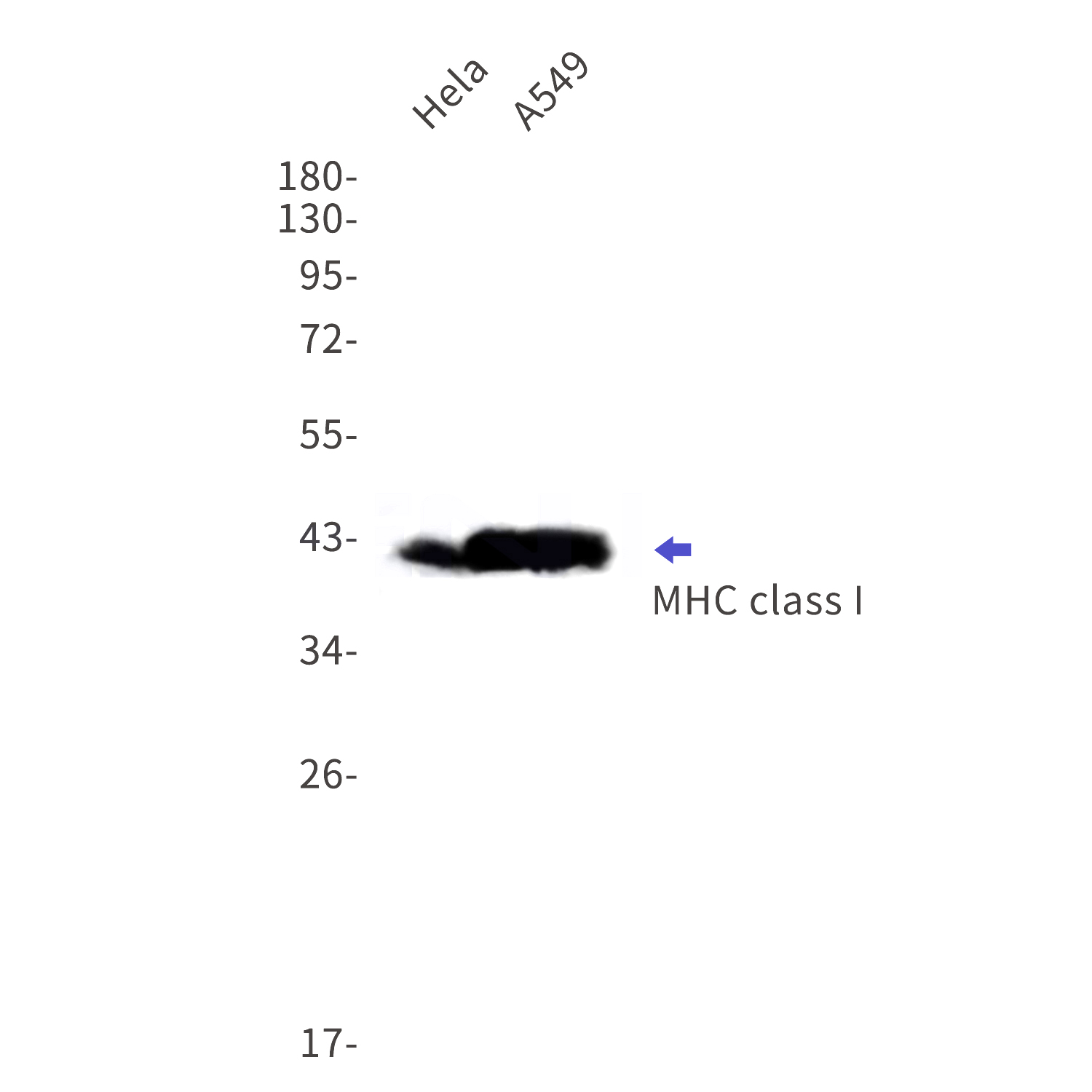 Western blot detection of MHC class I in Hela,A549 cell lysates using MHC class I Rabbit mAb(1:1000 diluted).Observed band size:41kDa.