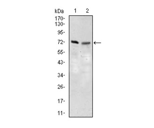 Fig3: Western blot analysis of SLC27A5 on 3T3L1 (1) and NIH3T3 (2) cell lysate using anti-SLC27A5 antibody at 1/1,000 dilution.