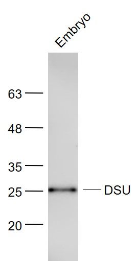 Fig1: Sample:; Embryo (Mouse) Lysate at 40 ug; Primary: Anti- DSU at 1/300 dilution; Secondary: IRDye800CW Goat Anti-Rabbit IgG at 1/20000 dilution; Predicted band size: 25 kD; Observed band size: 25 kD