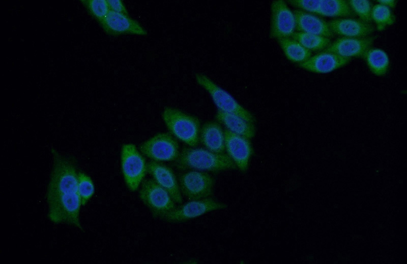 Immunofluorescent analysis of HeLa cells using Catalog No:110749(FUT7 Antibody) at dilution of 1:50 and Alexa Fluor 488-congugated AffiniPure Goat Anti-Rabbit IgG(H+L)