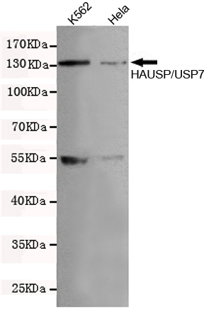 Western blot detection of HAUSP / USP7 in Hela and K562 cell lysates using HAUSP / USP7 mouse mAb (1:200 diluted),with super ECL.Predicted band size:135KDa.Observed band size:135KDa.