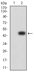 Fig2: Western blot analysis of ZFP91 on HEK293 (1) and ZFP91-hIgGFc transfected HEK293 (2) cell lysate using anti-ZFP91 antibody at 1/1,000 dilution.