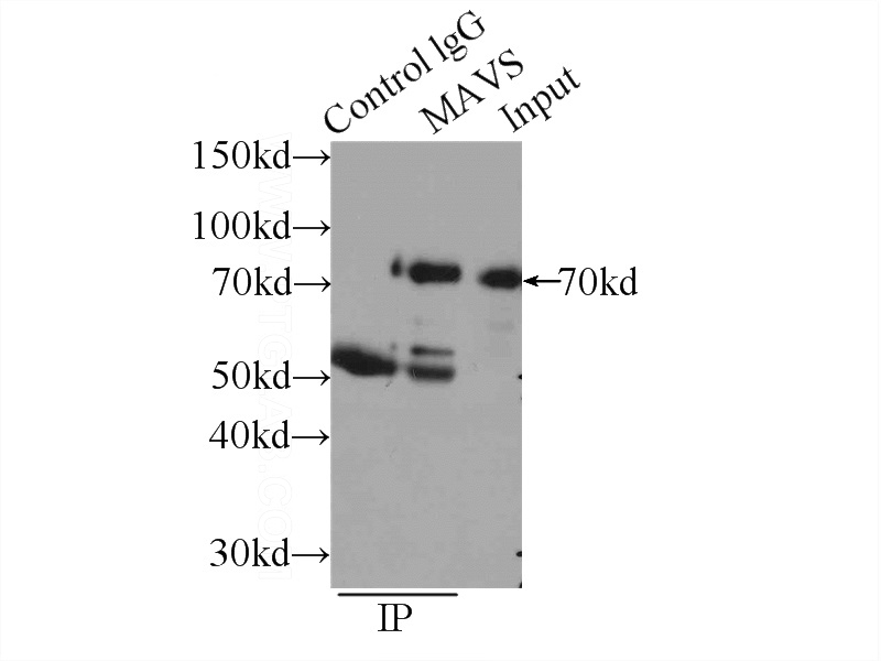 IP Result of anti-MAVS; VISA (IP:Catalog No:112499, 3ug; Detection:Catalog No:112499 1:1000) with HEK-293 cells lysate 1700ug.
