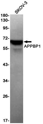 Western blot detection of APPBP1 in SKOV-3 cell lysates using APPBP1 Rabbit pAb(1:1000 diluted).Predicted band size:60KDa.Observed band size:60KDa.