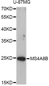 Western blot - MS4A8B Polyclonal Antibody 