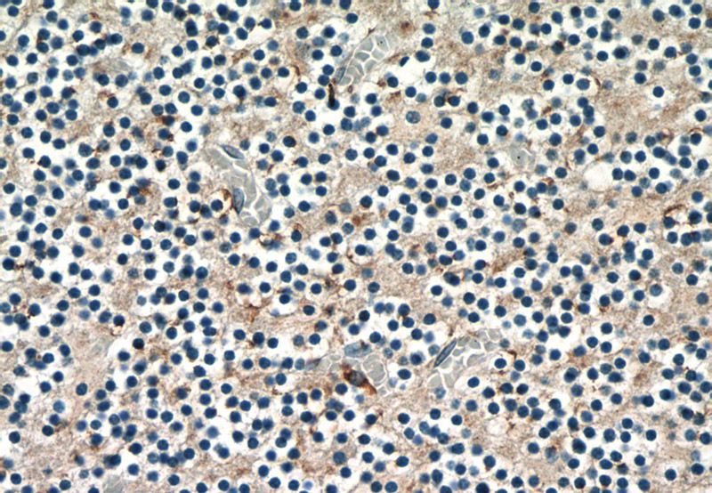 Immunohistochemistry of paraffin-embedded human cerebellum tissue slide using Catalog No:115095(SCG2 Antibody) at dilution of 1:50 (under 40x lens)