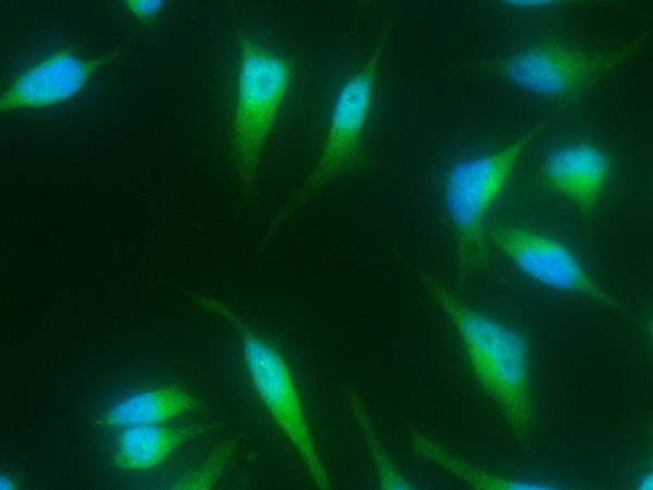 BMP-2 Antibody, Mouse MAb, Immunofluorescence