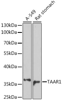 Western blot - TAAR1 Polyclonal Antibody 