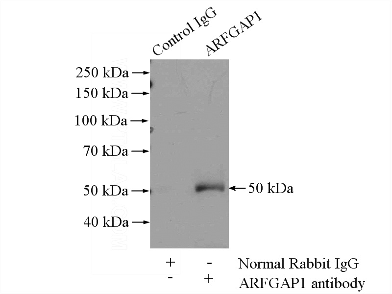 IP Result of anti-ARFGAP1 (IP:Catalog No:108250, 4ug; Detection:Catalog No:108250 1:500) with mouse testis tissue lysate 4000ug.