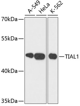 Western blot - TIAL1 Polyclonal Antibody 