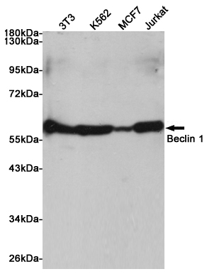 Western blot analysis of extracts from 3T3, K562, MCF7 and Jurkat cells using Beclin 1 Rabbit pAb at 1:1000 dilution. Predicted band size: 55kDa. Observed band size: 60kDa.