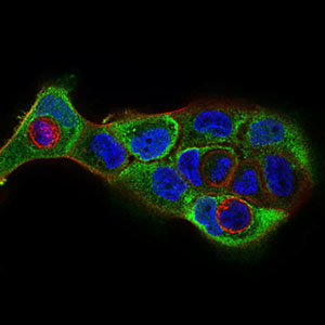 Immunofluorescence analysis of A431 cells using CDH16 mouse mAb (green). Blue