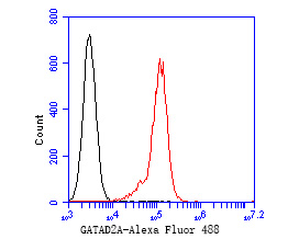 Fig12:; Flow cytometric analysis of GATAD2A was done on Daudi cells. The cells were fixed, permeabilized and stained with the primary antibody ( 1/50) (red). After incubation of the primary antibody at room temperature for an hour, the cells were stained with a Alexa Fluor 488-conjugated Goat anti-Rabbit IgG Secondary antibody at 1/1000 dilution for 30 minutes.Unlabelled sample was used as a control (cells without incubation with primary antibody; black).