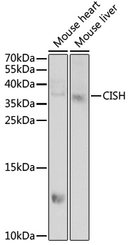 Western blot - CISH Polyclonal Antibody 