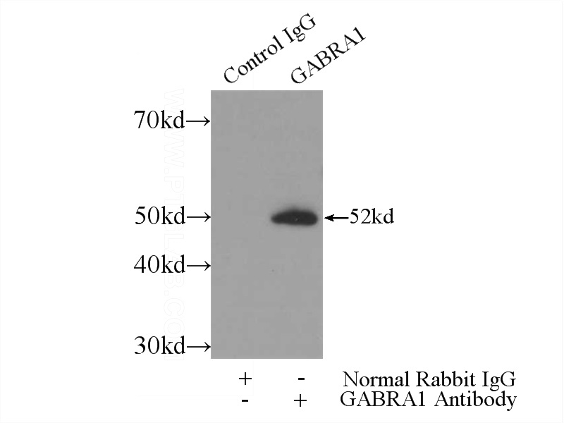 IP Result of anti-GABRA1 (IP:Catalog No:110807, 3ug; Detection:Catalog No:110807 1:400) with mouse brain tissue lysate 3600ug.