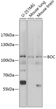 Western blot - BOC Polyclonal Antibody 