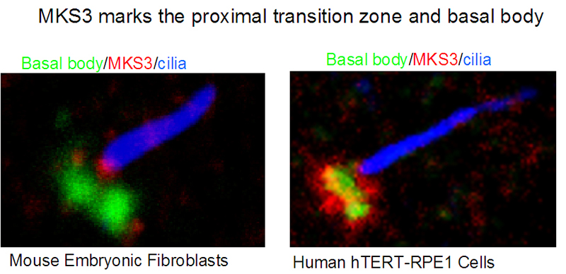 IF result from Dr. Corbit, Kevin. anti-MKS3(Catalog No:112671) marks the proximal transition zone and basal body of Human hTERT-RPE1 cells and Mouse embryonic fibroblasts.