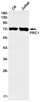 Western blot detection of PRC1 in C6,Jurkat cell lysates using PRC1 Rabbit mAb(1:500 diluted).Predicted band size:72kDa.Observed band size:72kDa.