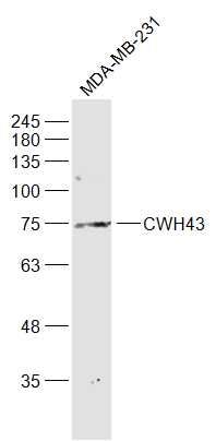Fig1: Sample:; MDA-MB-231(Human) Cell Lysate at 30 ug; Primary: Anti-CWH43 at 1/1000 dilution; Secondary: IRDye800CW Goat Anti-Rabbit IgG at 1/20000 dilution; Predicted band size: 79 kD; Observed band size: 75 kD