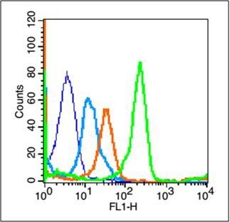 Fig1: Blank control (blue line): Mouse Spleen cells (fixed with 70% methanol (Overnight at 4℃)).; Primary Antibody (green line): Rabbit Anti-CXCR4 antibody ,Dilution: 3μg /10^6 cells;; Isotype Control Antibody (orange line): Rabbit IgG .; Secondary Antibody (white blue line): Goat anti-rabbit IgG-FITC<,Dilution: 1μg /test.
