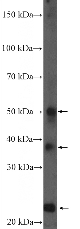mouse liver tissue were subjected to SDS PAGE followed by western blot with Catalog No:111312(HFE2 Antibody) at dilution of 1:100