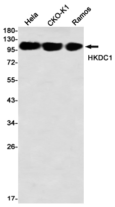Western blot detection of HKDC1 in Hela,CHO-K1,Ramos using HKDC1 Rabbit mAb(1:1000 diluted)