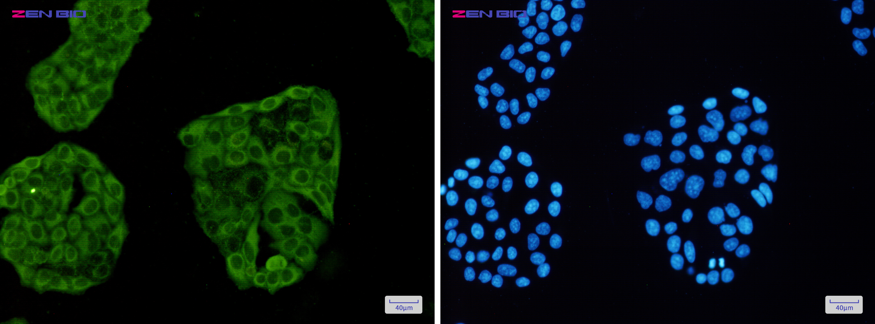 Immunocytochemistry of Annexin VI(green) in Hela cells using Annexin VI Rabbit pAb at dilution 1/50, and DAPI(blue)
