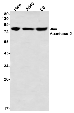 Western blot detection of Aconitase 2 in Hela,A549,C6 using Aconitase 2 Rabbit mAb(1:1000 diluted)