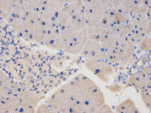 Fig6: Immunohistochemical analysis of paraffin-embedded mouse pancreas tissue using anti-TESPA1 antibody. Counter stained with hematoxylin.