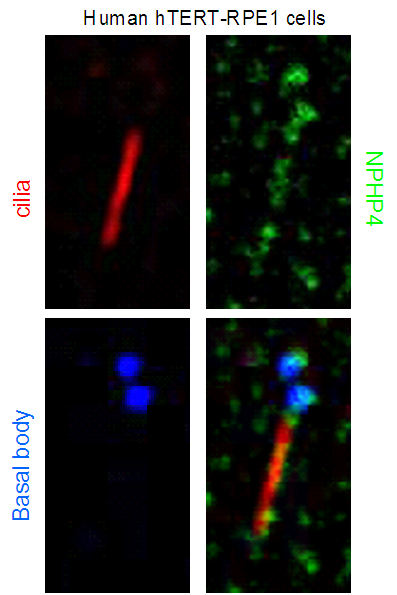 IF result from Dr. Corbit, Kevin. anti-NPHP4(Catalog No:113214) marks the ciliary axoneme, basal bodies, and the transition zone of Human hTERT-RPE1 cells.