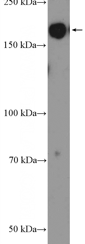 HepG2 cells were subjected to SDS PAGE followed by western blot with Catalog No:112677(MLH3 Antibody) at dilution of 1:300