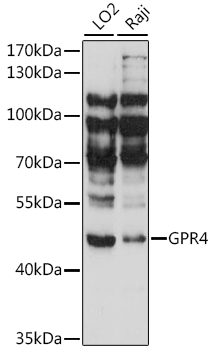Western blot - GPR4 Polyclonal Antibody 