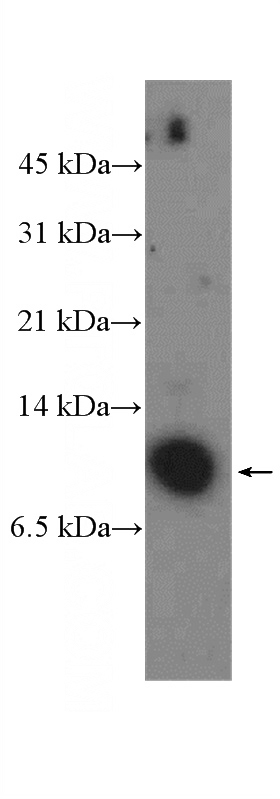 NIH/3T3 cells were subjected to SDS PAGE followed by western blot with Catalog No:109498(COX7A2 Antibody) at dilution of 1:300