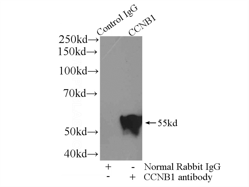 IP Result of anti-Cyclin B1 (IP:Catalog No:109662, 4ug; Detection:Catalog No:109662 1:500) with HeLa cells lysate 1200ug.