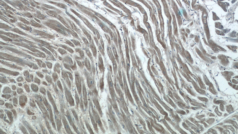 Immunohistochemistry of paraffin-embedded human heart tissue slide using Catalog No:108017(AMZ1 Antibody) at dilution of 1:50 (under 10x lens)
