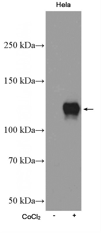 Cobalt Chloride treated HeLa cells were subjected to SDS PAGE followed by western blot with Catalog No:111345(HIF1a Antibody) at dilution of 1:300
