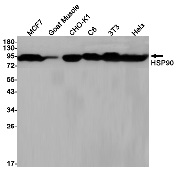 Western blot detection of HSP90 in MCF7,Goat Muscle,CHO-K1,C6,3T3,Hela cell lysates using HSP90 (2H2) Mouse mAb(1:1000 diluted).Predicted band size:95KDa.Observed band size:90KDa.