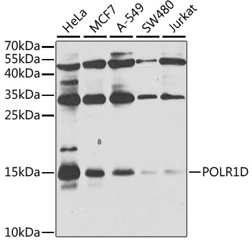 Western blot - POLR1D Polyclonal Antibody 