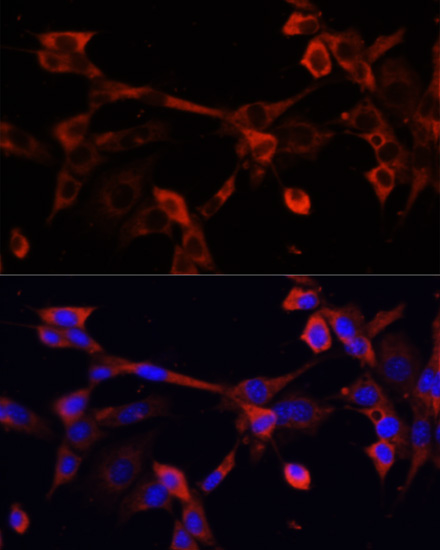 Immunofluorescence - DNASE1L1 Polyclonal Antibody 