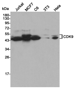 Western blot detection of CDK9 in Jurkat,MCF7,C6,3T3 and Hela cell lysates using CDK9 mouse mAb (1:2000 diluted).Predicted band size:43KDa.Observed band size:43,50KDa.