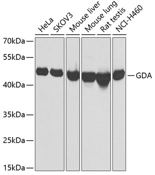 Western blot - GDA Polyclonal Antibody 