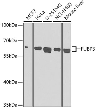 Western blot - FUBP3 Polyclonal Antibody 