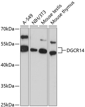 Western blot - DGCR14 Polyclonal Antibody 