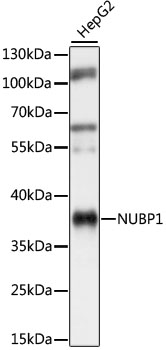 Western blot - NUBP1 Polyclonal Antibody 