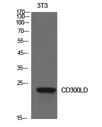 Fig1:; Western Blot analysis of NIH-3T3 cells using CD300d Polyclonal Antibody.. Secondary antibody（catalog#：HA1001) was diluted at 1:20000